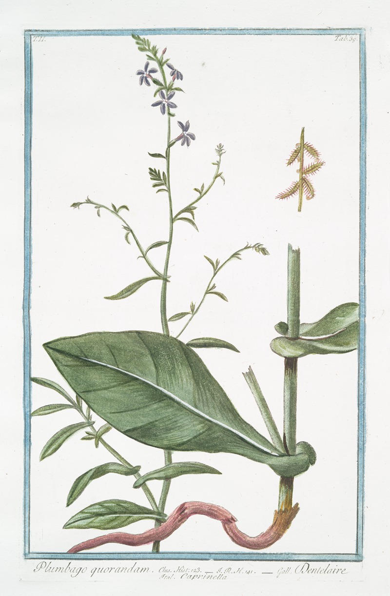 Giorgio Bonelli - Plumbago quorandam – Dantelaire – Carinella. (Leadwor, Skyflower)