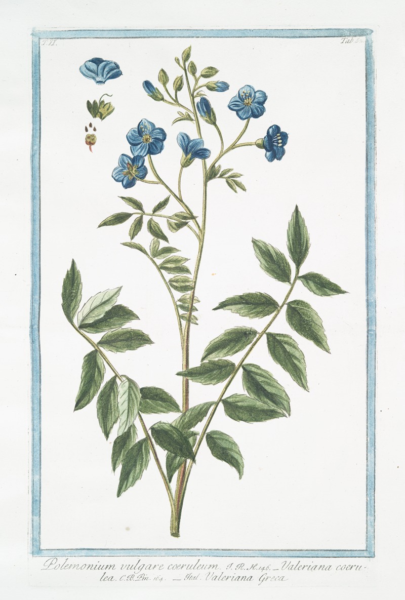 Giorgio Bonelli - Polemonium vulgare coeruleum – Valeriana coerulea – Valeriana Greca. (Jacob’s ladder)