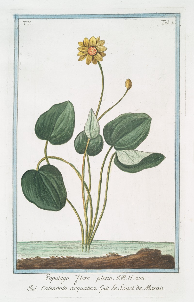 Giorgio Bonelli - Populago flore pleno – Calendola acquatica – Le Souci de Marais. (Marsh Marigold)