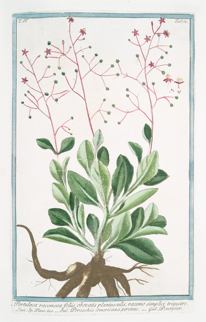 Giorgio Bonelli - Portulaca racemosa foliis obovatis planiusculis, racemo simplici triquetro – Porcachia americana perenne – Pourpier. (potherb fameflower, waterleaf, Surinam purslane, Ceylon spinach,
