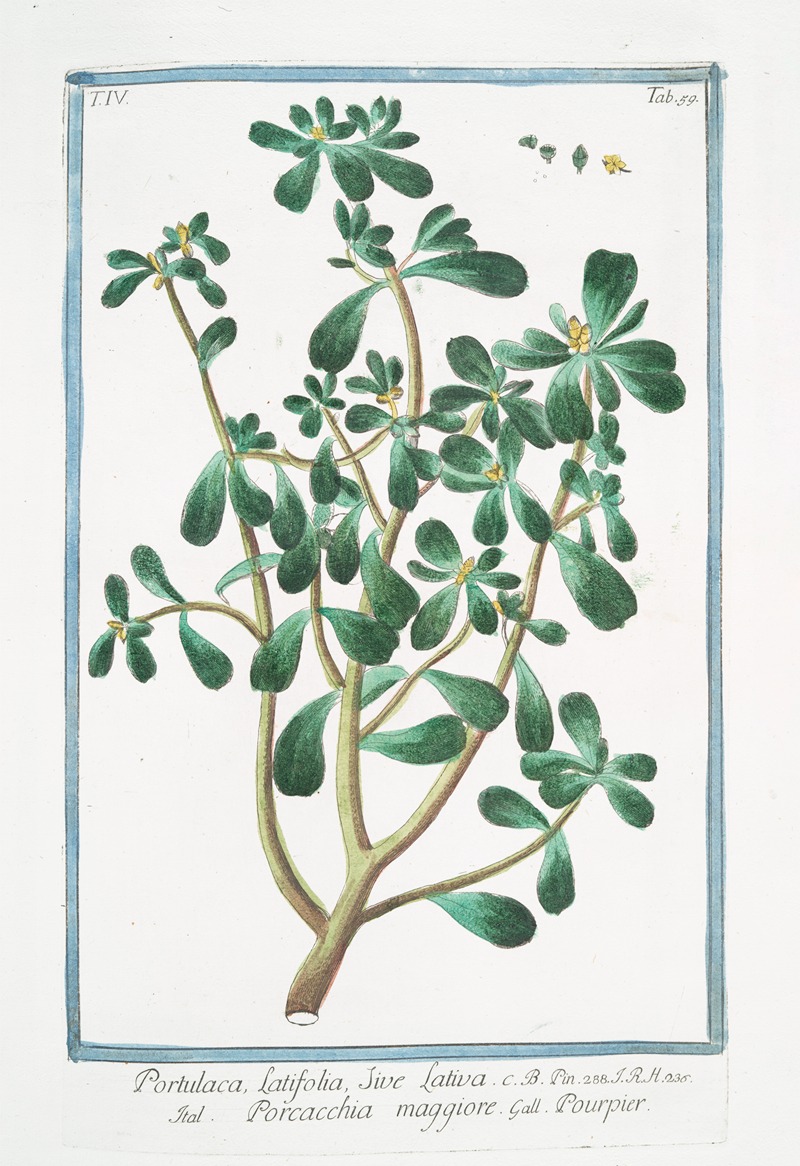 Giorgio Bonelli - Portulaca, latifolia, sive lativa – Porcacchia maggiore – Pourpier. (Purslane, Moss Rose)