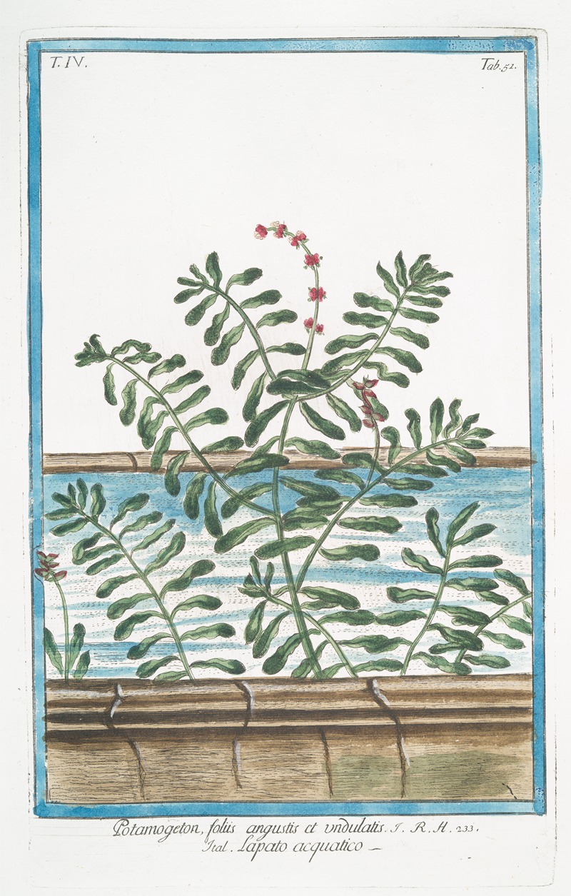 Giorgio Bonelli - Potamogeton, foliis angustis et undulatis – Lapato acquatico. (Narrow and wavy leaf Pondweed)