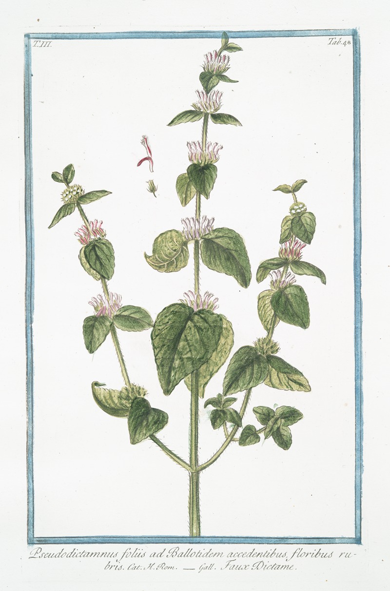 Giorgio Bonelli - Pseudodictamnus foliis ad Ballotidem accedentibus, floribus rubris – Faux Dictame. (False Dittany, Ballota, ‘Nana’)