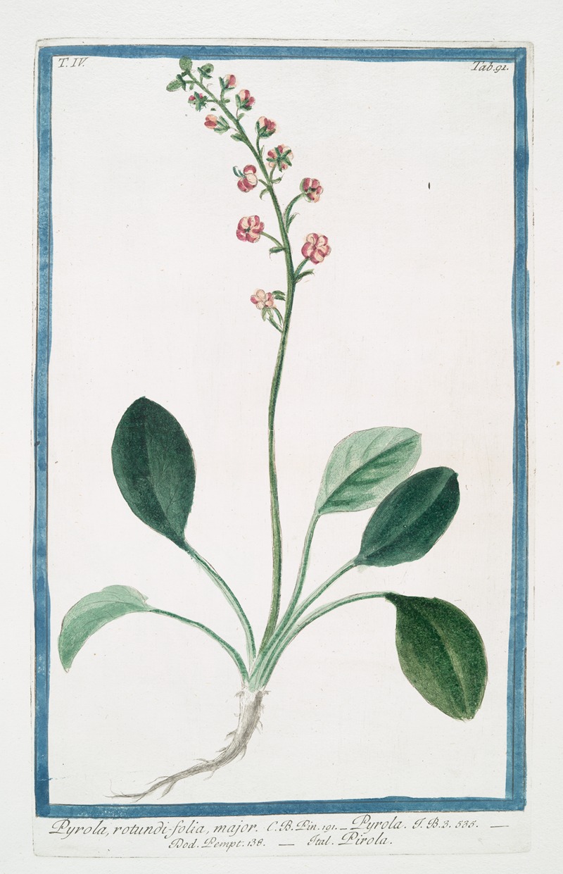 Giorgio Bonelli - Pyrola. Rotundifolia, major – Pyrola – Pirola. (Canker lettuce, Shin-leaf, False wintergreen, Pear-leaf wintergreen)