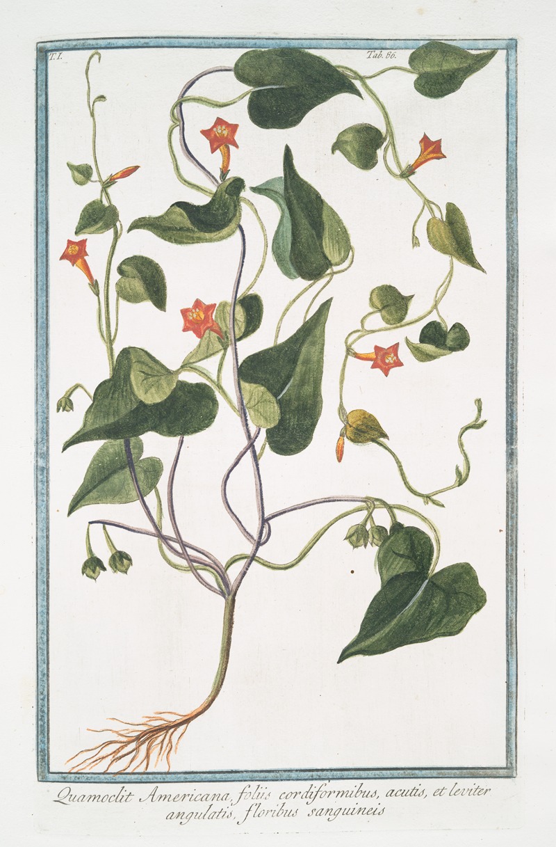 Giorgio Bonelli - Quamoclit Americana foliis cordiformibus, acutis, et leviter angulatis, floribus sanguineis