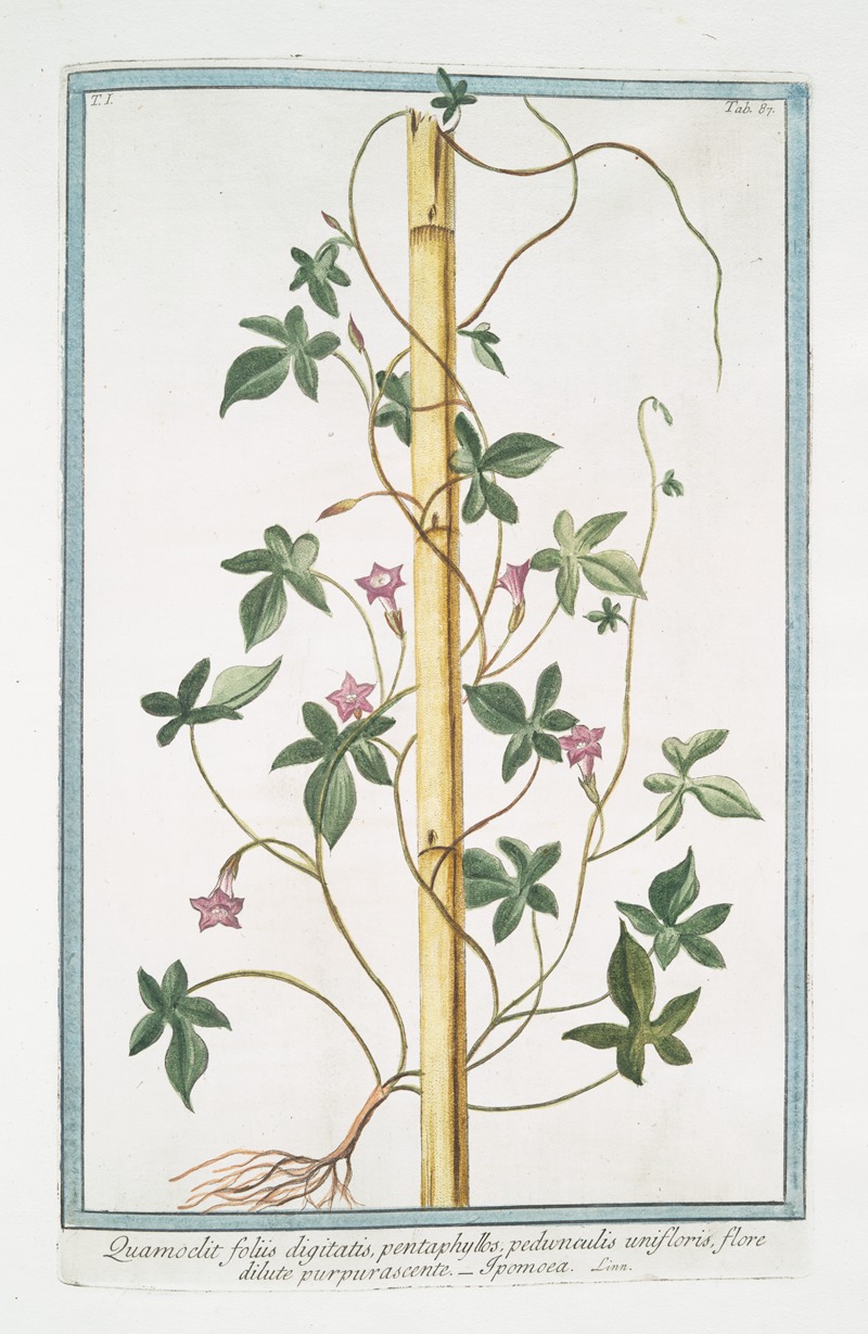 Giorgio Bonelli - Quamoclit foliis digitatis, pentaphyllos, pedunaculis unifloris, flore dilute purpurascente – Ipomoea