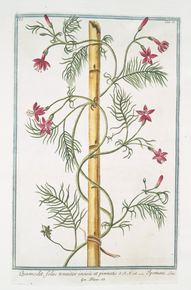 Giorgio Bonelli - Quamoclit, foliis tenuiter incisis, et pinnatis – Ipomæa.(cypress vine, cardinal climber, star glory)