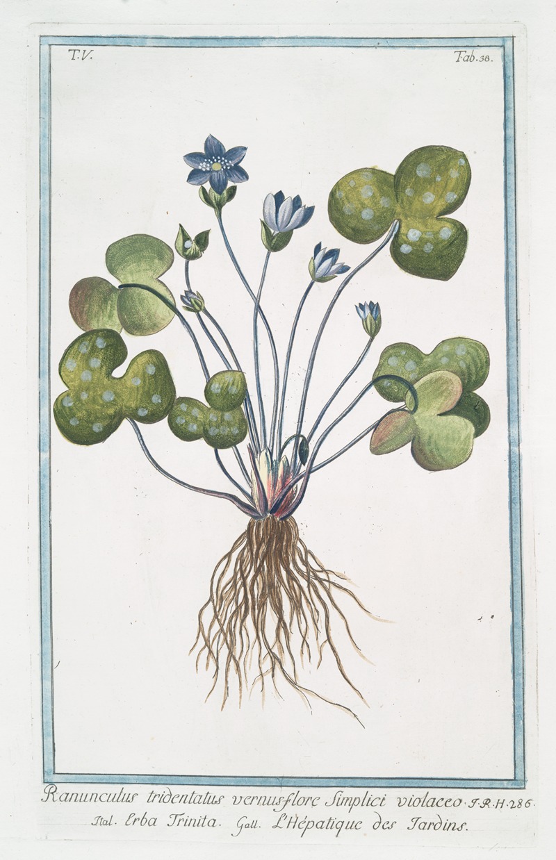 Giorgio Bonelli - Ranunculus tridentatus vernus flore Sunplici violaceo – Erba Trinita – L’Hépatique des Jardins. (Livewort)
