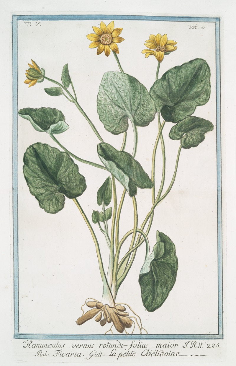 Giorgio Bonelli - Ranunculus vernus rotundi-folius maior – Ficaria – La petite Chélidoine. (Yellow butter-cups)