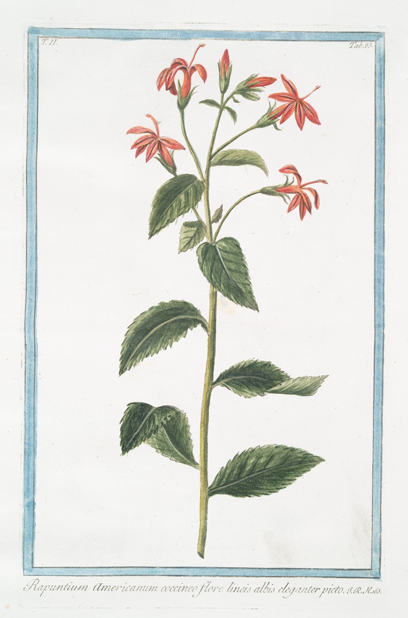 Giorgio Bonelli - Rapuntium Americanum coccineo flore lineis albis eleganter picto