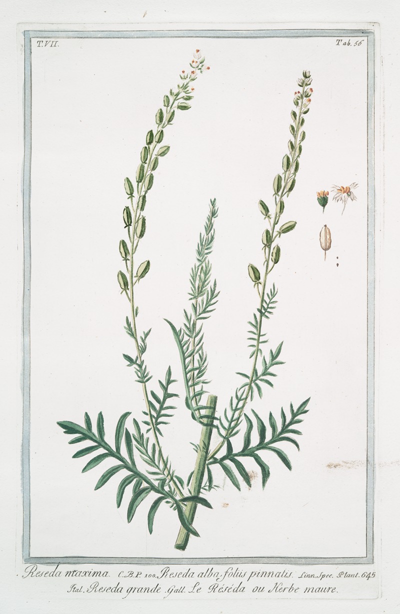 Giorgio Bonelli - Reseda maxima – Reseda alba, foliis pinnatis – Réséda grande – Le Reseda, ou Herbe maure. (white upright mignonette; wild mignonette, Common mignonette; Bastard rocket; Sweet reseda )