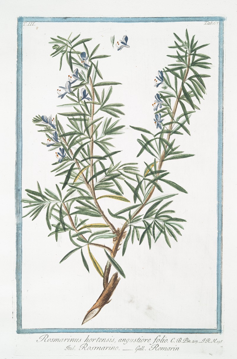 Giorgio Bonelli - Rosemarinus hortensis, angustiore folio – Rosmarino – Rosmarin. (Rosemary)