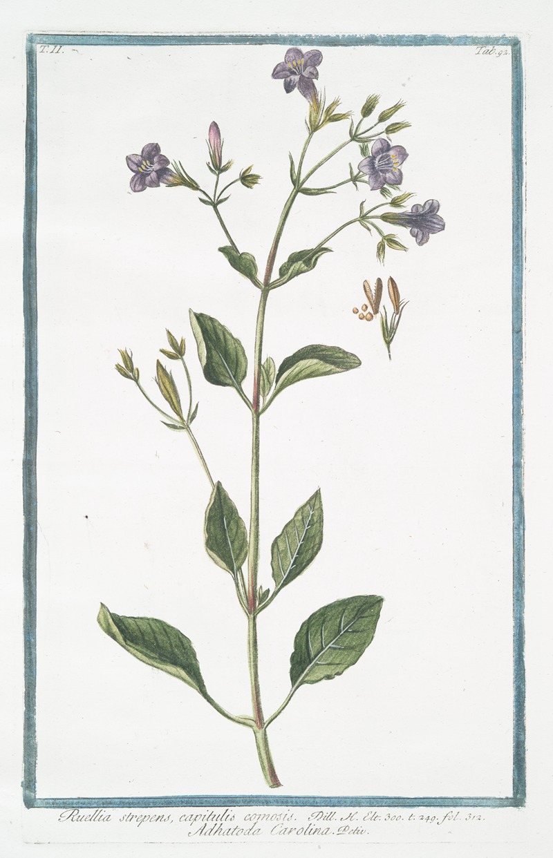 Giorgio Bonelli - Ruellia strepens, capitulis comosis – Adhatoda Carolina. (Wild petunia)