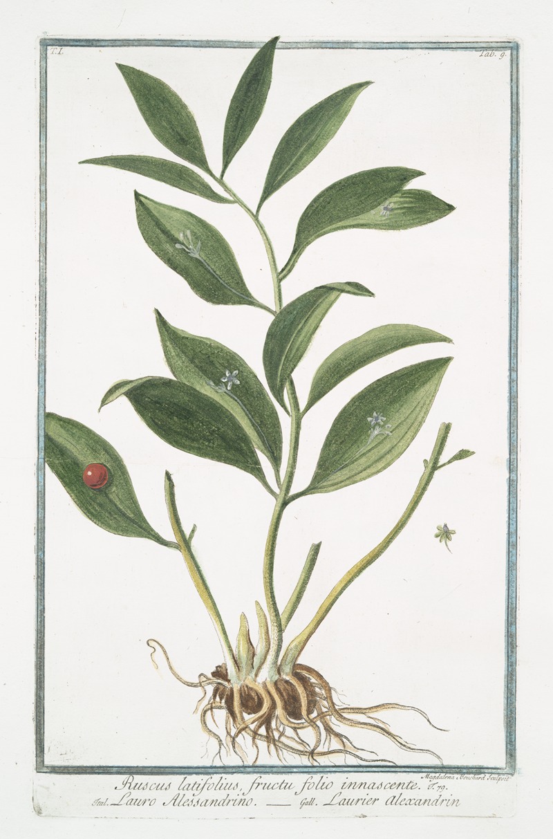 Giorgio Bonelli - Ruscus latifolius fructu folio innascente – Lauro Alessandrino – Laurier alexandrin