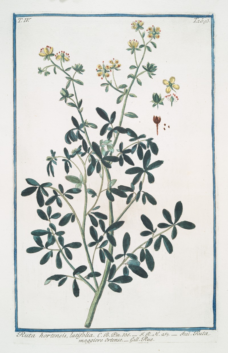 Giorgio Bonelli - Ruta hortensis, latifolia – Ruta maggiore Ortense – Rue