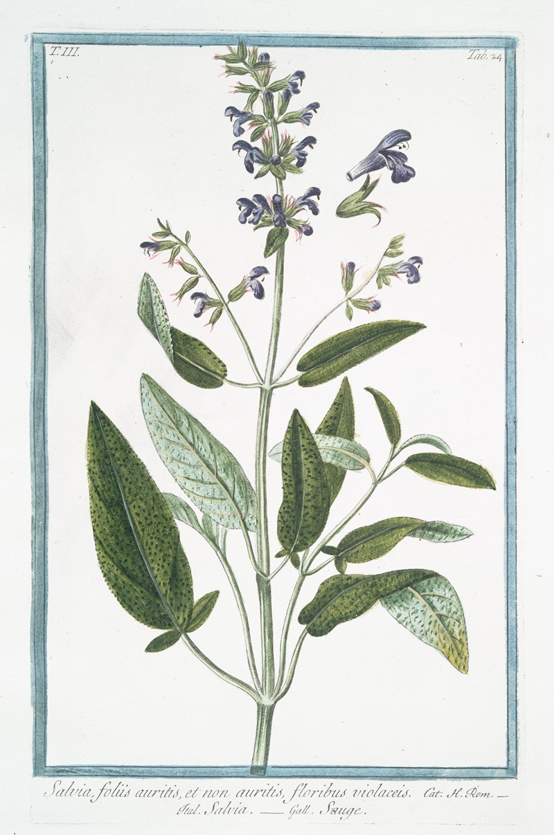 Giorgio Bonelli - Salvia, foliis auritis, et non auritis, floribus violaceis – Salvia – Sauge. (Common Sage)