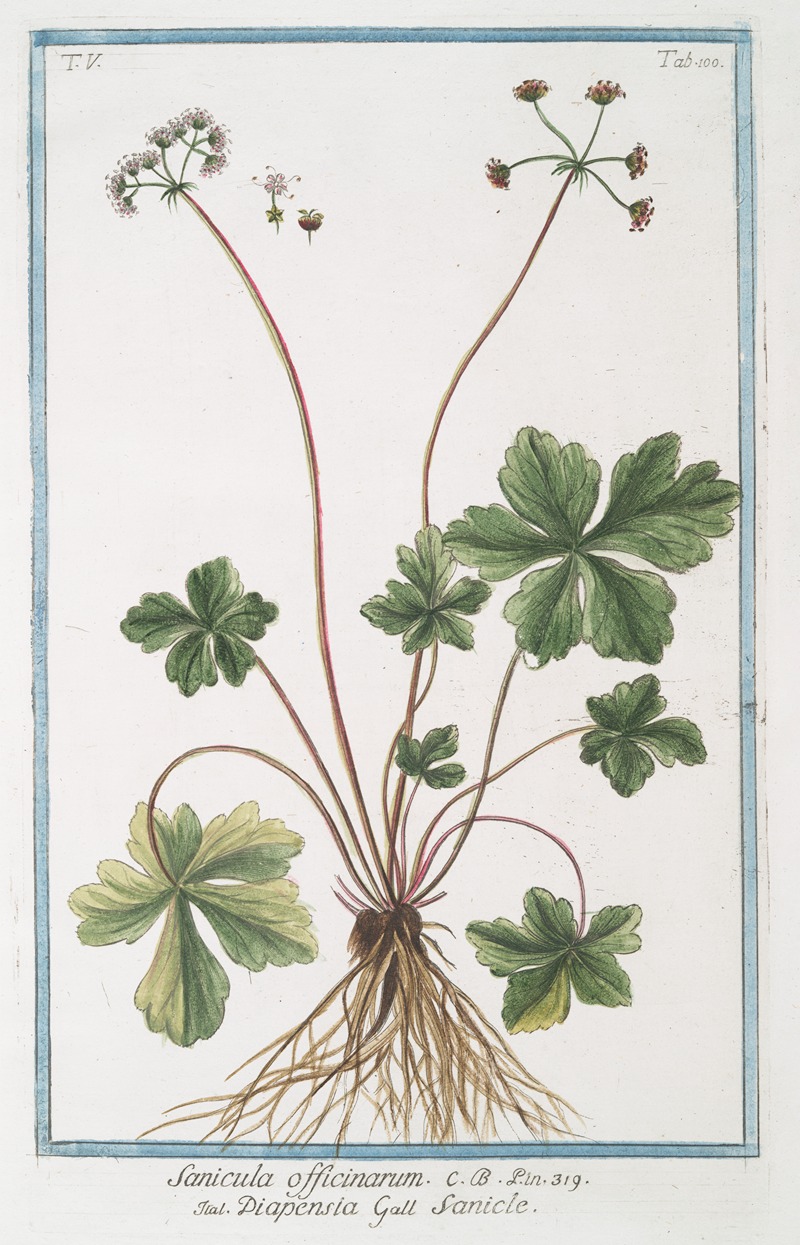 Giorgio Bonelli - Sanicula officinarum – Diapensia – Sanicle. (Snake root)