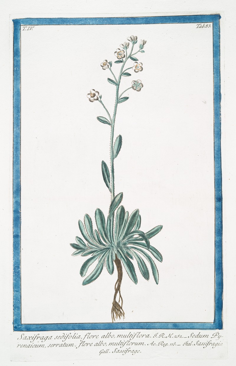 Giorgio Bonelli - Saxifraga sedifolia, flore albo, multiflora – Sedum Pyrenaicum, serratum, flore albo, muttiflorum – Sassifragia – Sassifrage. (Rockfoil)