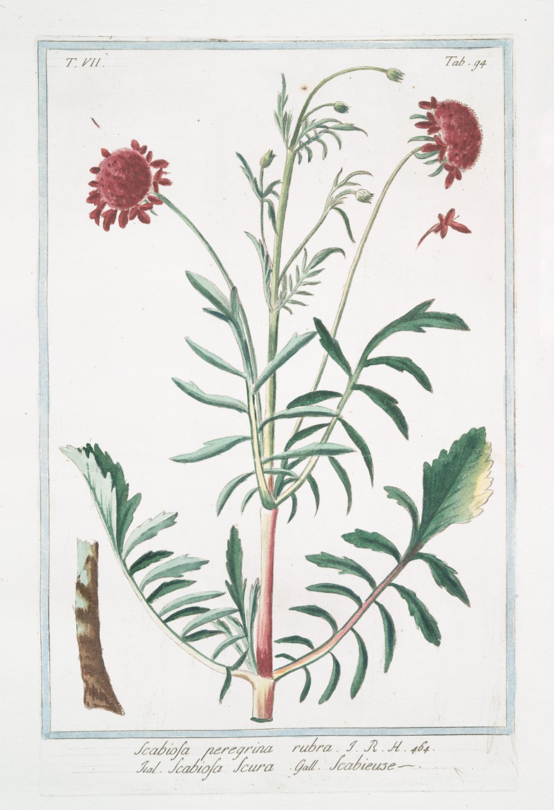 Giorgio Bonelli - Scabiosa peregrina rubra – Scabiosa Scura – Scabieuse. (Pincushion Flower)