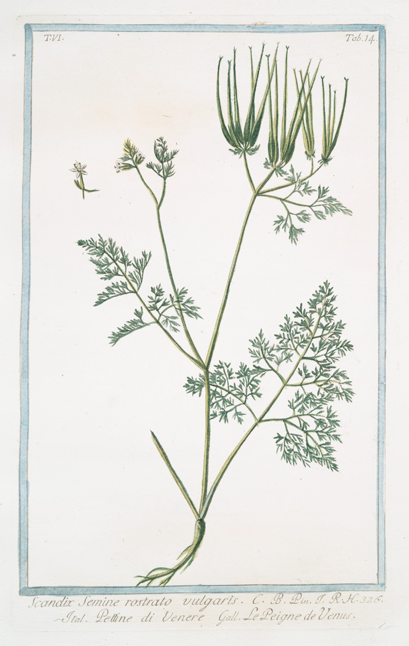Giorgio Bonelli - Scandix, semine, rostrato vulgaris – Pettine di Venere – Le Peigne de Venus. (Venus’s needle)