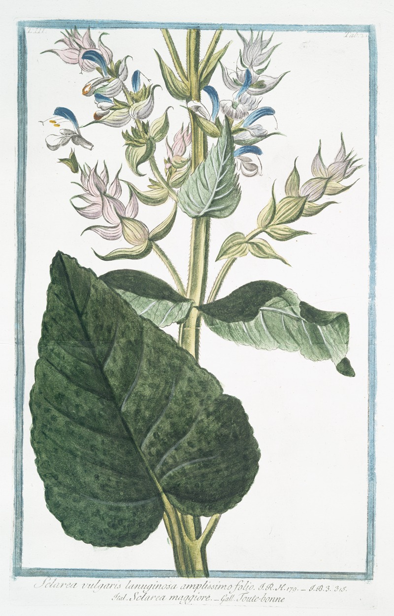 Giorgio Bonelli - Sclarea vulgaris lanuginosa amplissimo folio – Sclara maggiore – Toute-bonne. (Common Sage)