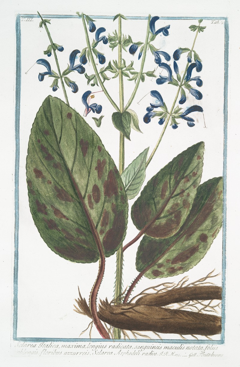 Giorgio Bonelli - Sclaria Italica, maxima, longius radicata, sanguineis maculis notata, foliis oblongis, floribus azzurreis, Sclarea Asphodeli radice – Toute-bonne. (Clary-sage)