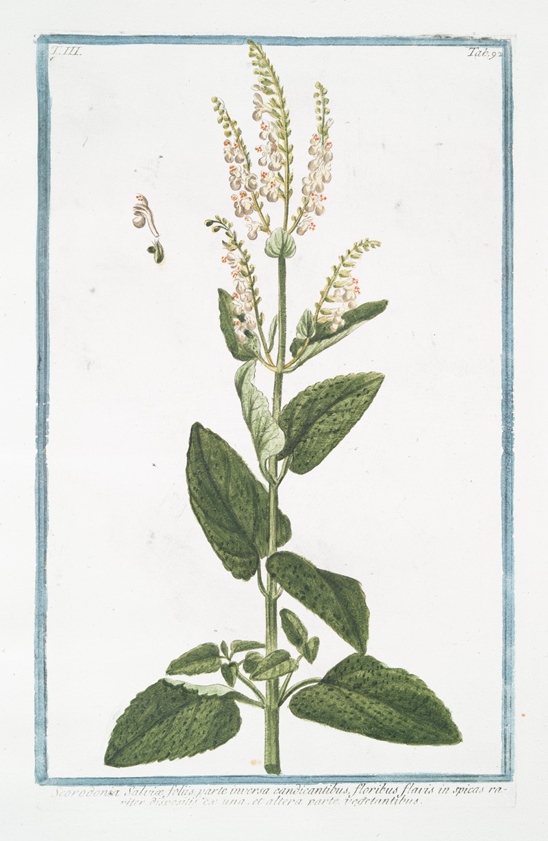 Giorgio Bonelli - Scorodonia Salviæ, foliis parte inversa candicantibus, floribus flavis in spicas rariter dispositis ex una, et altera parte vegetantibus. (Wood Sage)