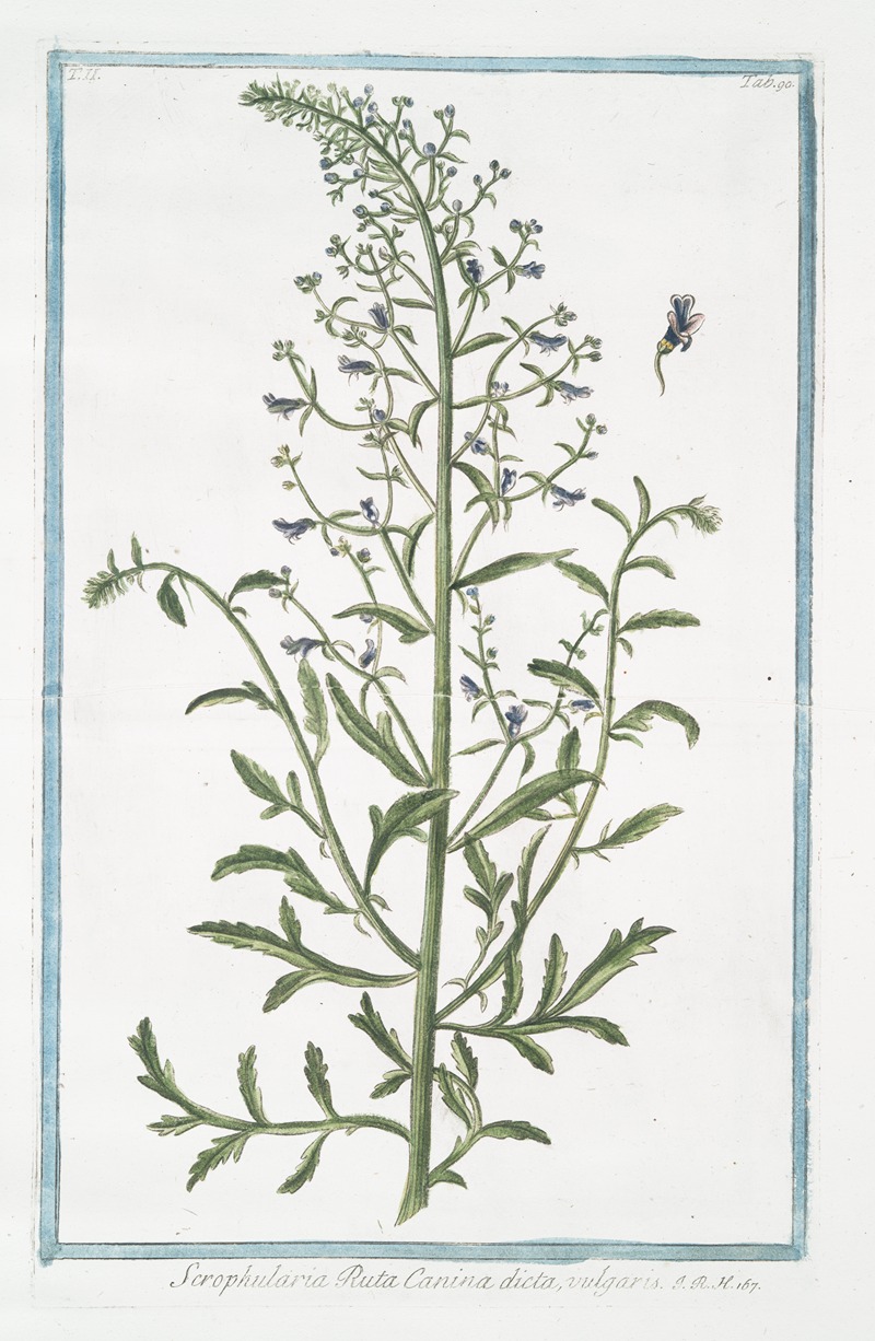 Giorgio Bonelli - Scrophularia Ruta Canina dicta, vulgaris. (Figwort)