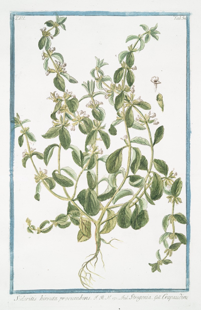 Giorgio Bonelli - Sideritis hirsuta procumbens – Stregpmoa – Crapaudine