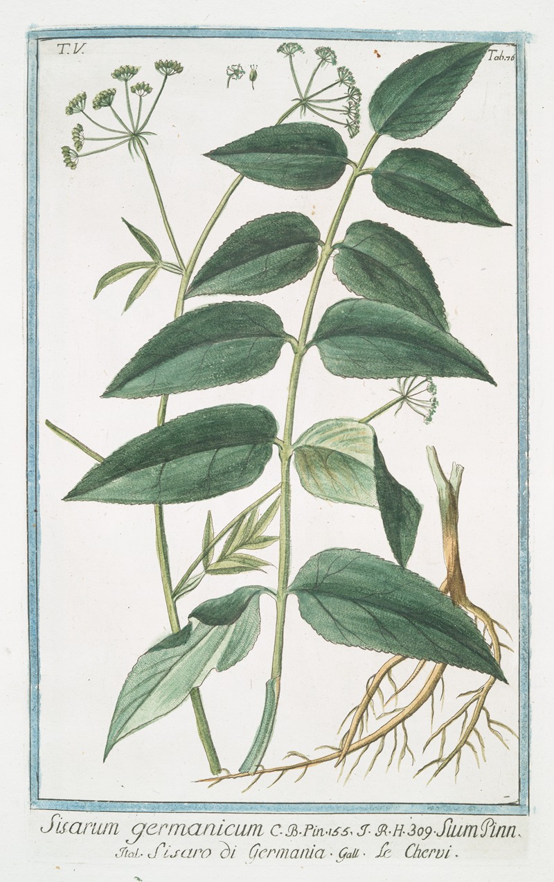 Giorgio Bonelli - Sisarum Germanicum – Sium Pinn. – Sisaro di Germania – Le Chervi (Skirret, Sugar root, Skiwort)