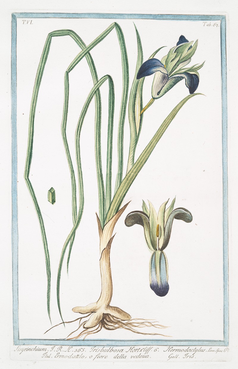 Giorgio Bonelli - Sisryrinchium – Irisbulbosa Hort. – Hermodactylus – Ermodattilo, o fiore della vedoua – Iris. (Blue eyed grass)