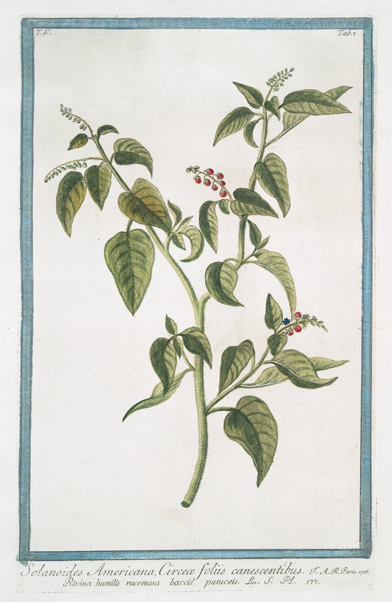 Giorgio Bonelli - Solanoides Americana, Circeæ foliis canescentibus – Rivina humilis racemosa baccis puniceil. (rouge plant; pigeon berry; blood berry; baby pepper)