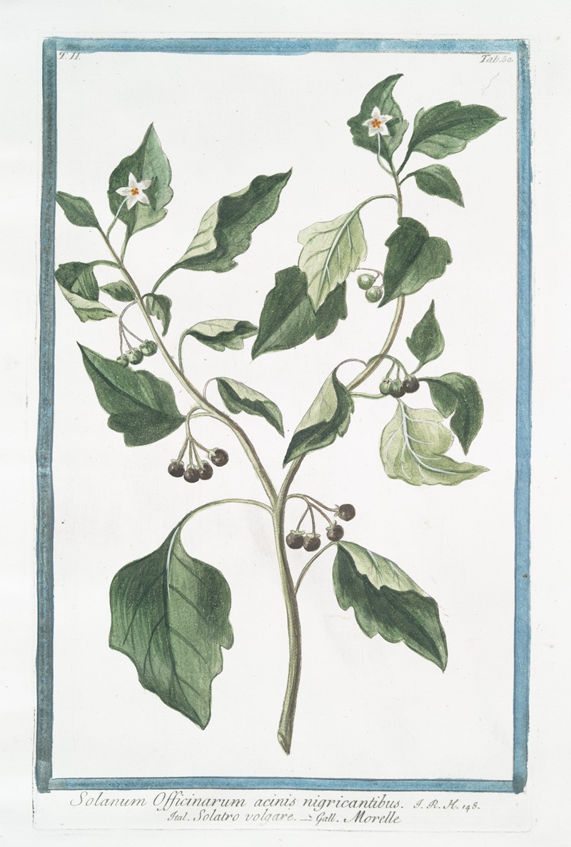 Giorgio Bonelli - Solanum Officinarum acinis nigricantibus – Solatro volgare – Morelle