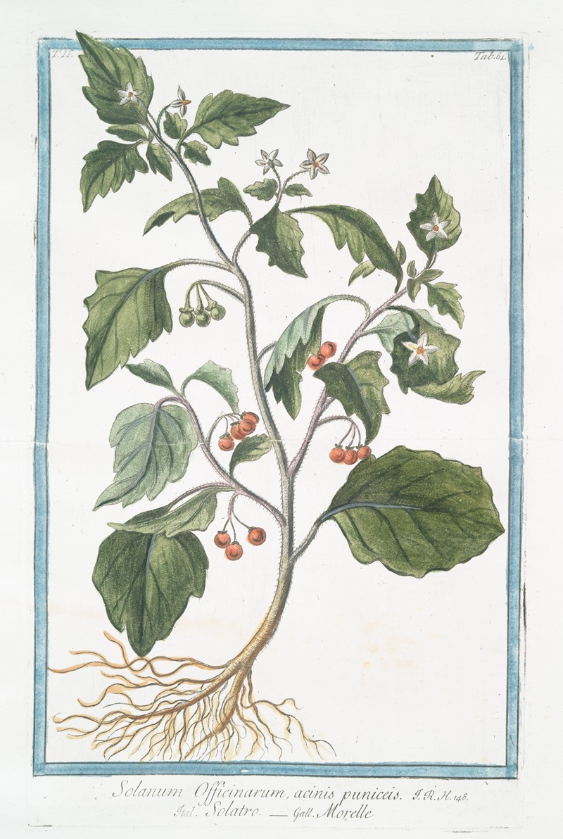 Giorgio Bonelli - Solanum Officinarum, acinis puniceis – Solatro – Morelle