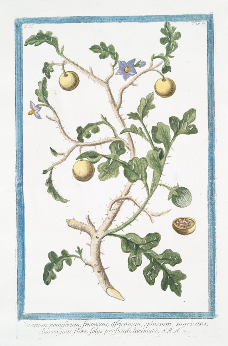 Giorgio Bonelli - Solanum pomiferum, frutescens, africanum, spinosum, nigricans, Borraganis flore, foliis profunde laciniatis
