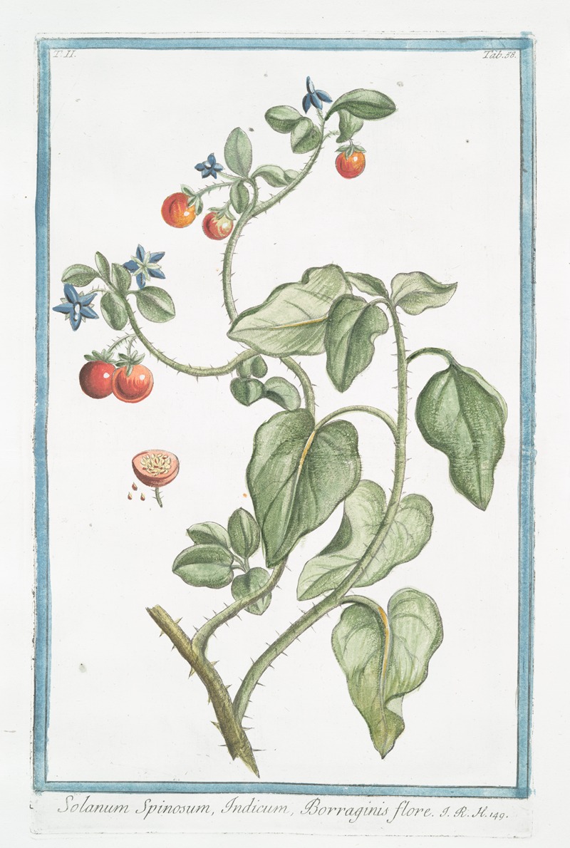 Giorgio Bonelli - Solanum Spinosum, Indicum, Borraginis flore