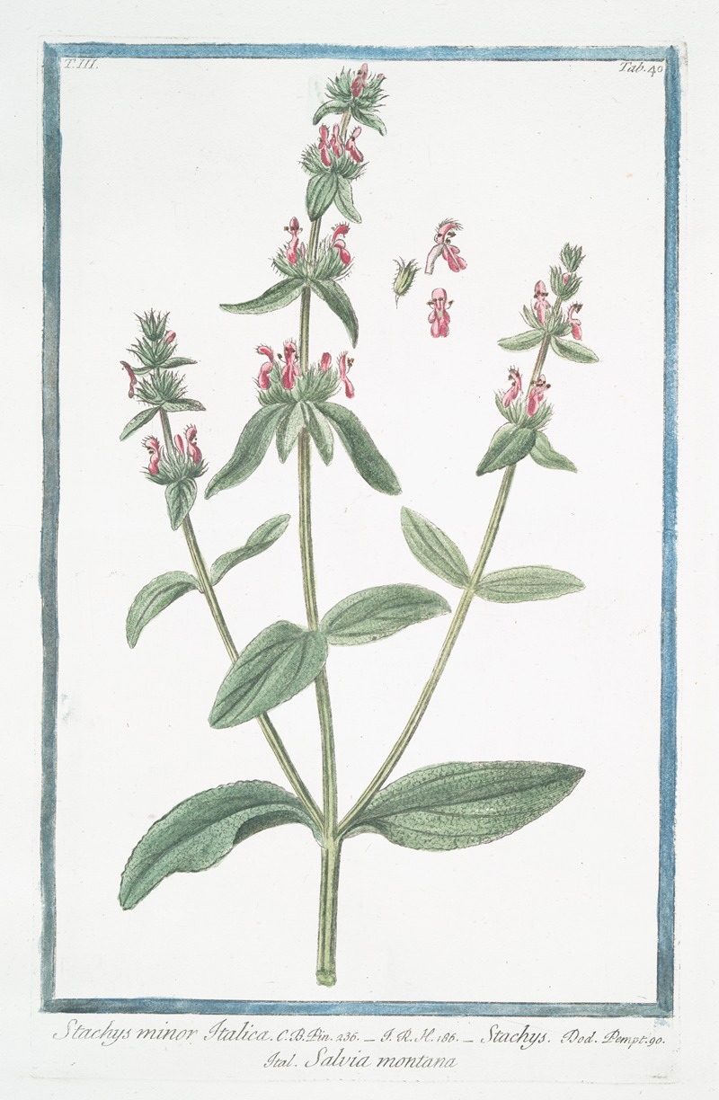 Giorgio Bonelli - Stachys minor Italica – Stachys – Salvia Montana. (Hedge nettle, Betony, Wundwort)