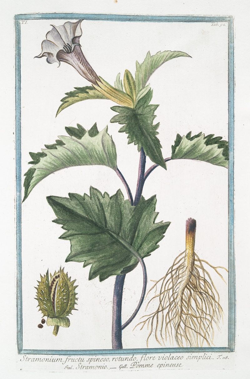 Giorgio Bonelli - Stramonium, fructu spinoso, rotundo, flore violaceo simplici – Stramonio – Pomme epineuse. (Spiked fruit or Thornapple)