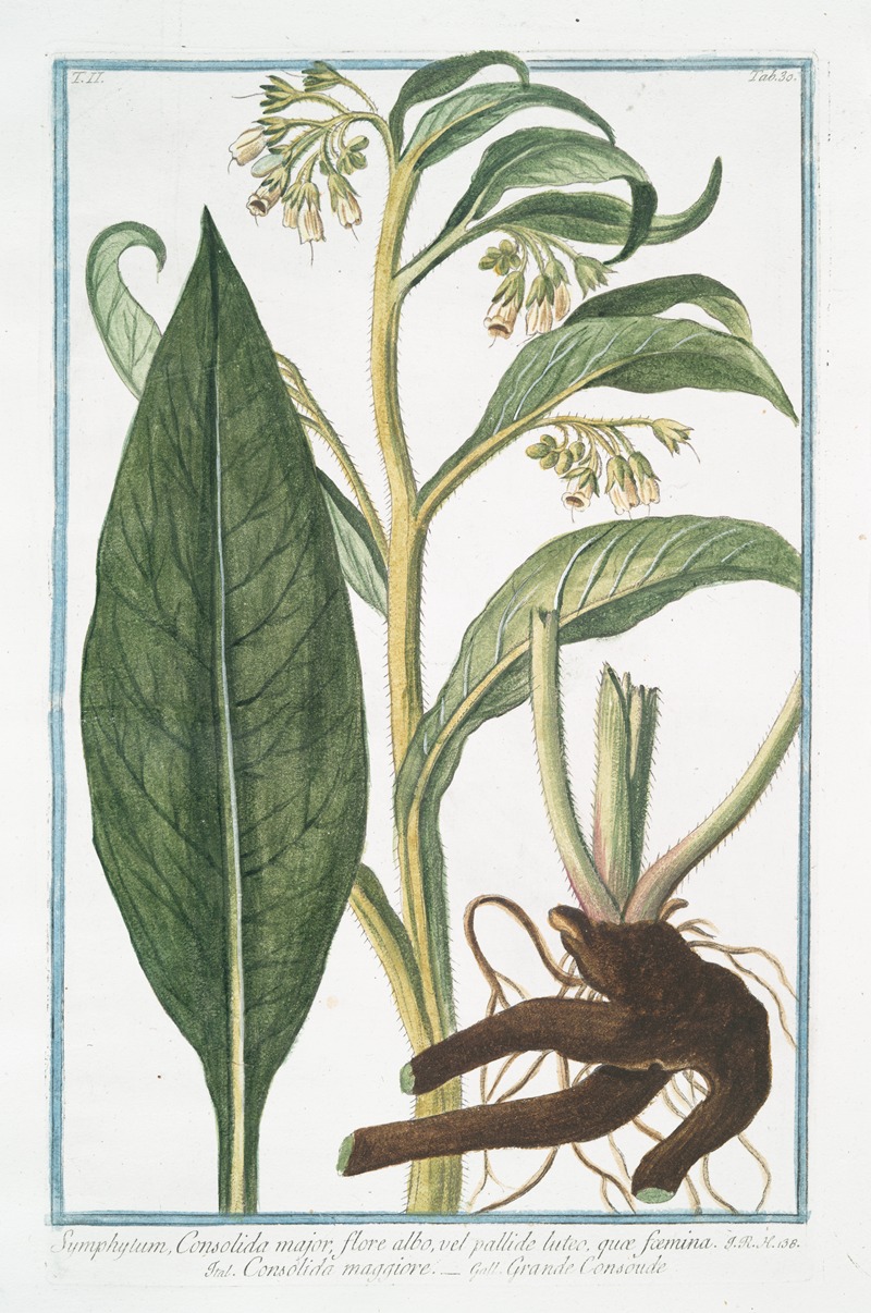 Giorgio Bonelli - Symphytum, Consolida major, flore albo, vel pallide luteo, quaæ foemina – Consolida maggiore – Grande Consoude. (Common Comfrey)