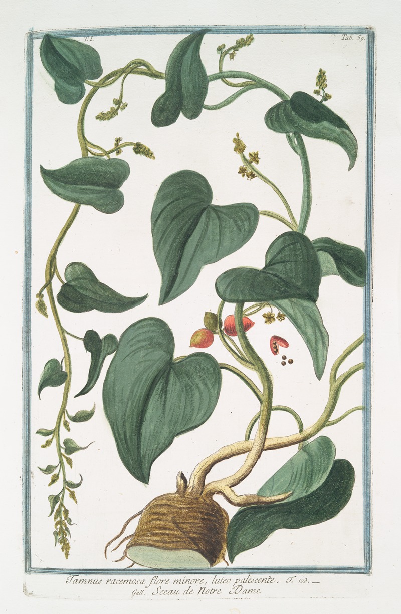 Giorgio Bonelli - Tamnus racemosa flore minore, luteo palescente – Sceau de Notre Dame