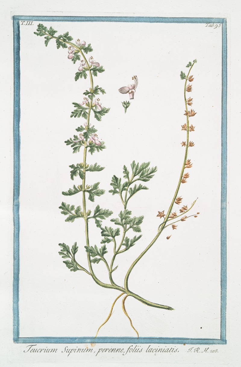 Giorgio Bonelli - Teucrium Supinum, perenne, foliis laciniatis. (Germander)