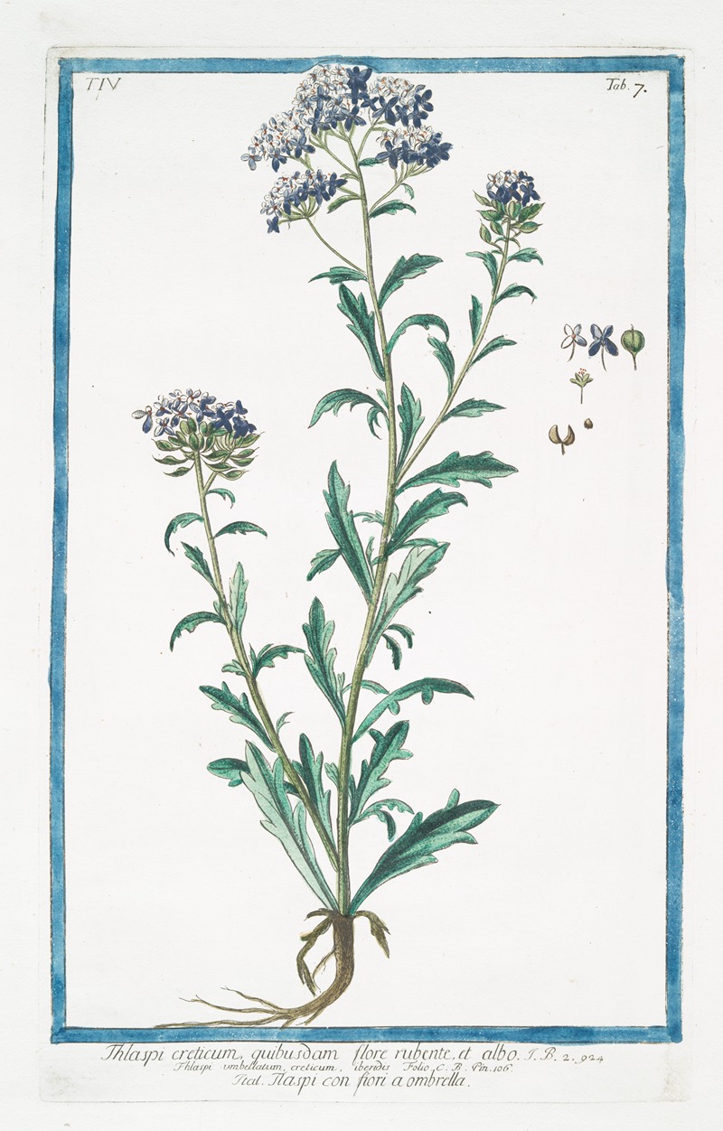 Giorgio Bonelli - Thlaspi creticum, quibusdam flore rubente, et albo – Thlaspi con fiori a ombrella.(Pennycress from Crete)