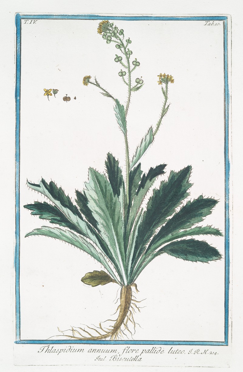 Giorgio Bonelli - Thlaspidium annuum, flore pallide luteo – Biscutella. (Buckler mustard)