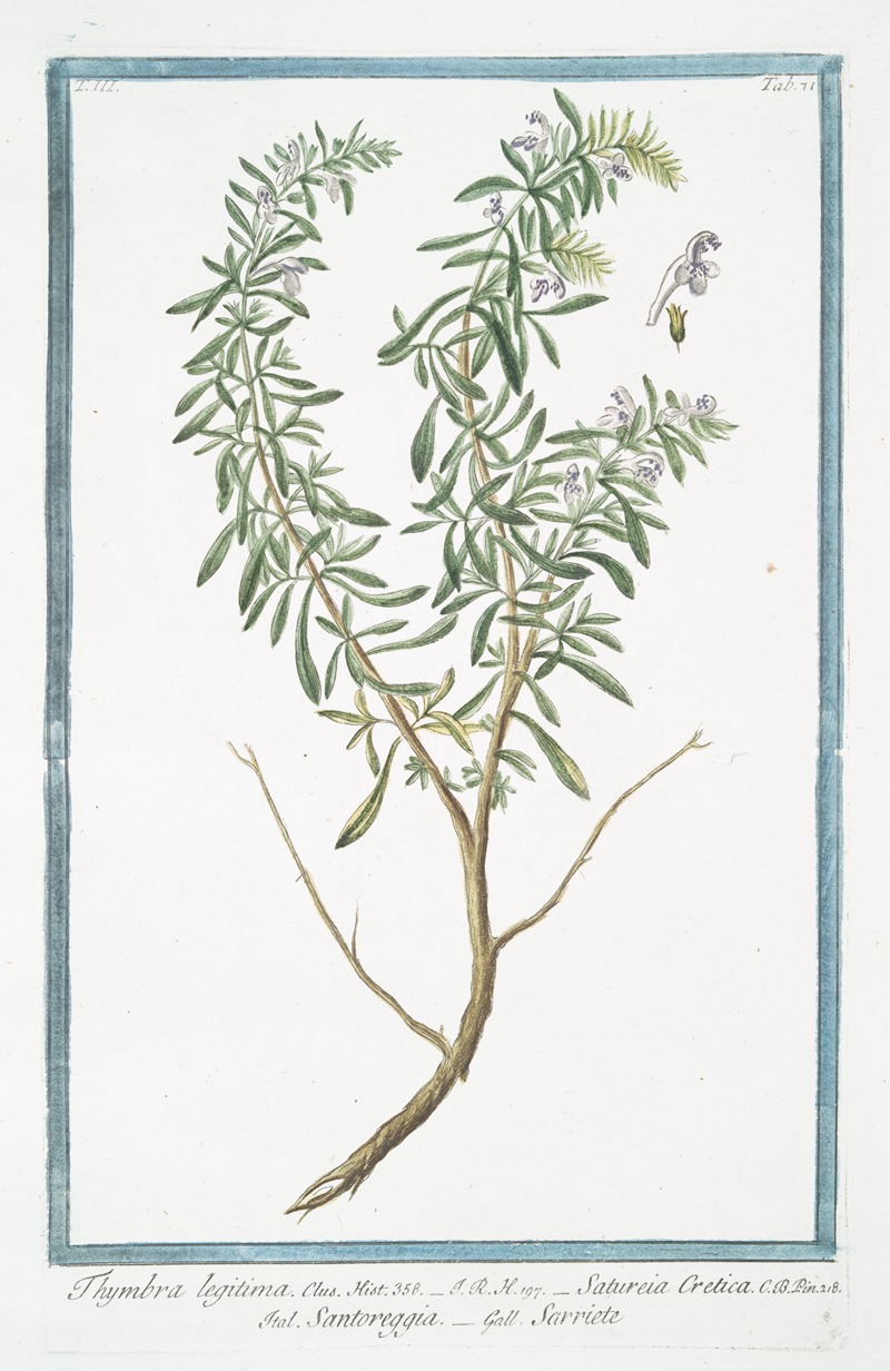 Giorgio Bonelli - Thymbra legitima – Satureia Cretica – Santoreggia – Sarriete. (Summer Savory)