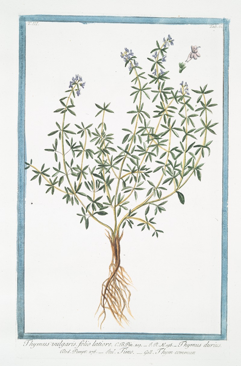 Giorgio Bonelli - Thymus vulgaris, folio latiore – Thymus durius – Timo – Thym commun. (Garden Thyme, Common Thyme)