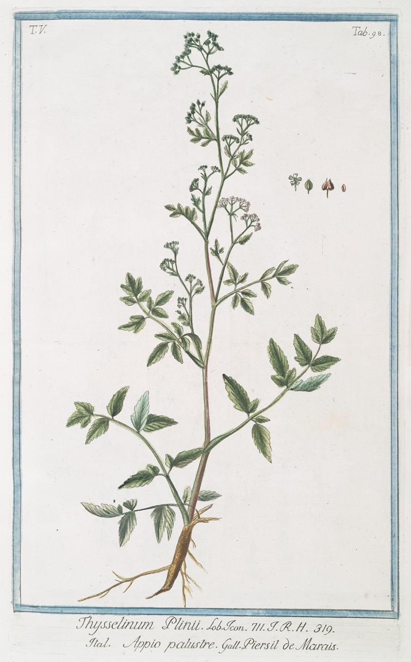 Giorgio Bonelli - Thysselinum Plinii – Appio palustre – Piersil de Marais. (Marsh parsley)