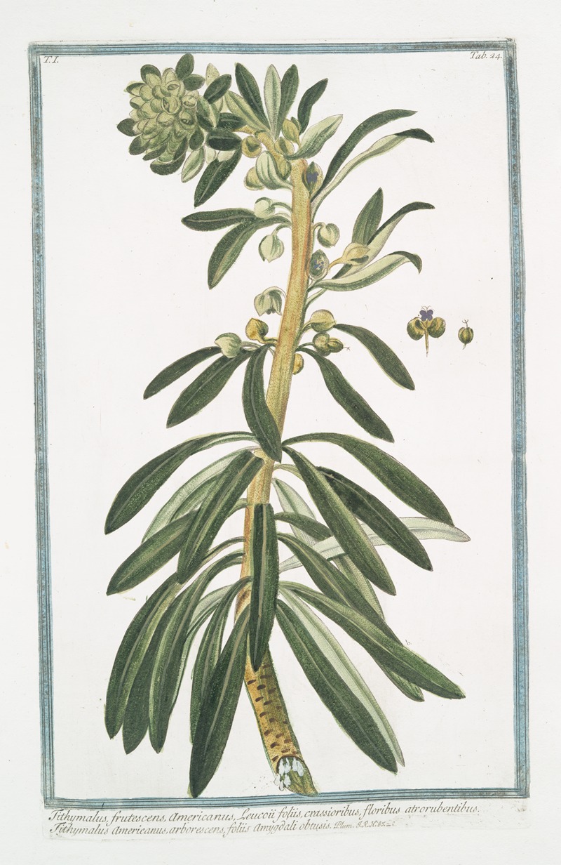 Giorgio Bonelli - Tithymalus frutescens, americanus, Leucoii foliis, crassioribus, floribus atrorubentibus – Tithymalus americanus, arborescens, foliis amygdali obtusis