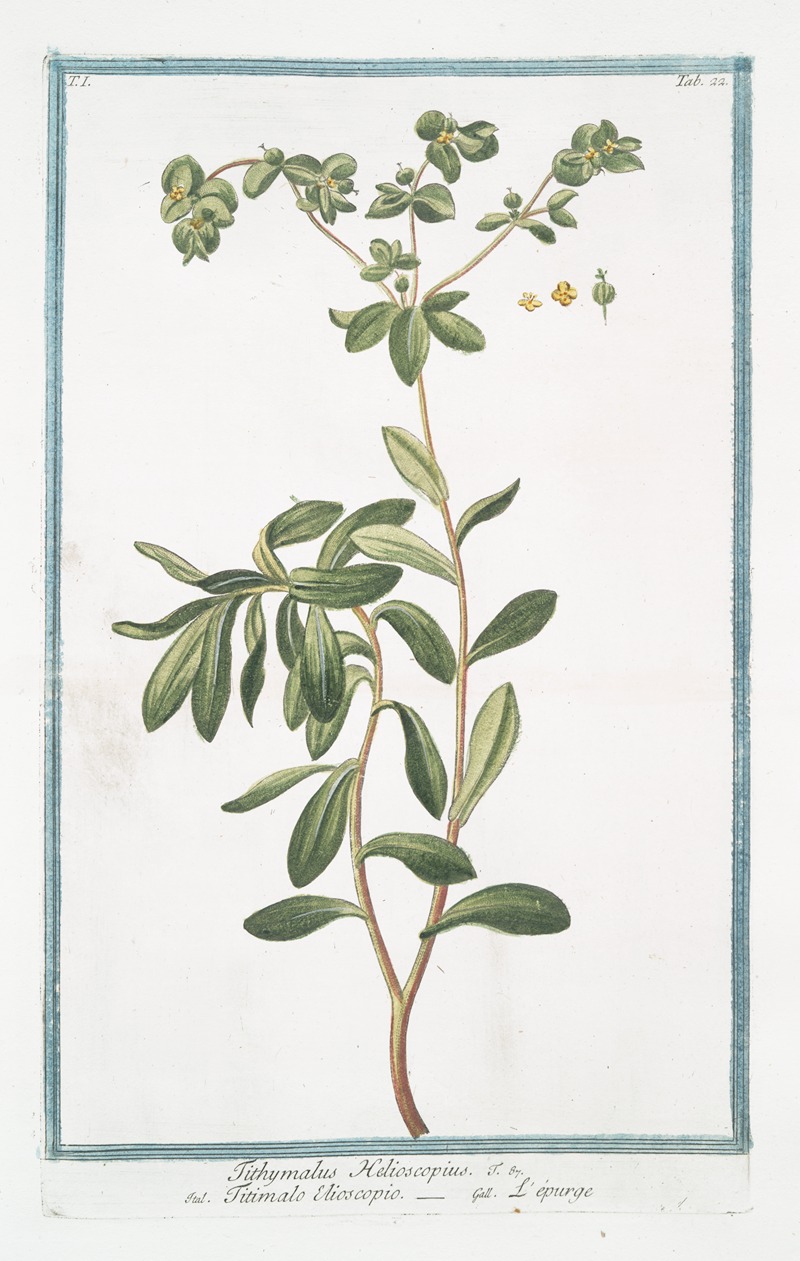 Giorgio Bonelli - Tithymalus Helioscopius – Titimalo Elioscopio – L’épurge. (Wart- weed)
