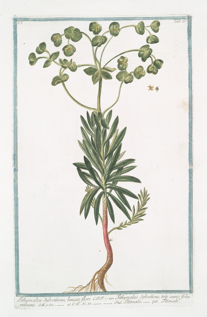 Giorgio Bonelli - Tithymalus Sylvaticus, lunato flore C.B.P. – Tithymalus Sylvaticus, toto anno folia retinens – Titimalo – Titimale