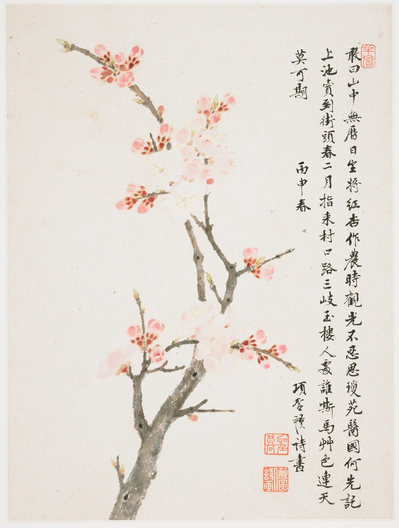 Xiang Shengmo - Apricot